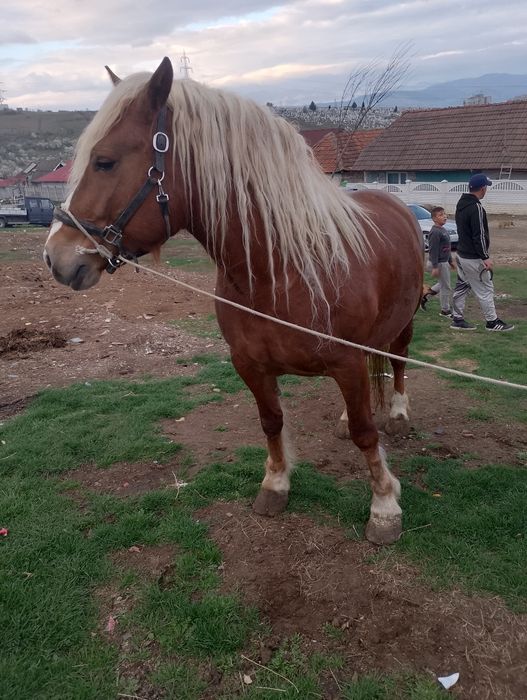 Vând două iepe cuminte garantate la căruță