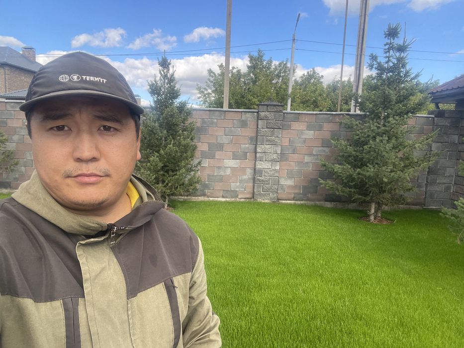 Ели сибирские зеленые