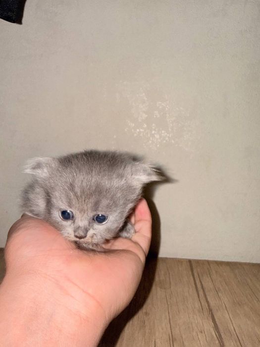 Скоттиш фолд кошка