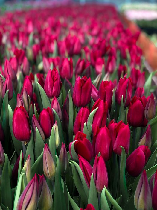 Тюльпаны оптом и в розницу