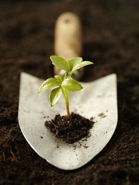 Гүлдер егіп қонд