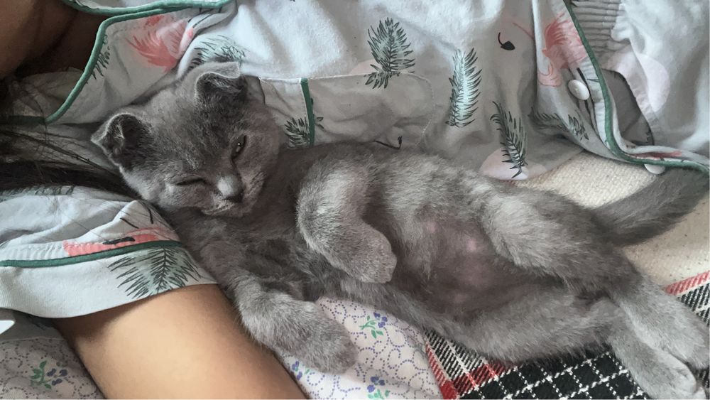 Продам котенка,девочка