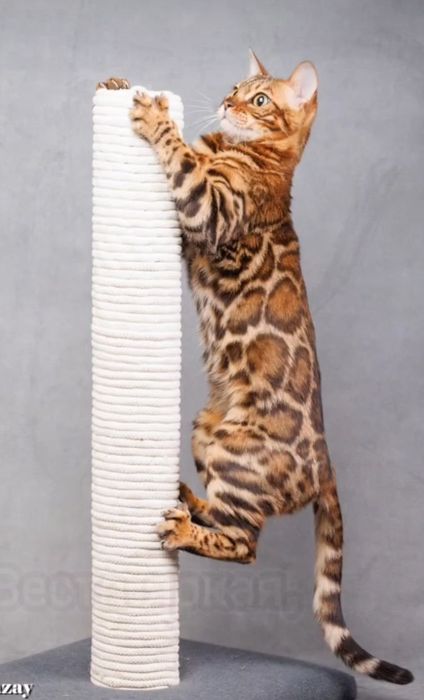 Бенгальские котята