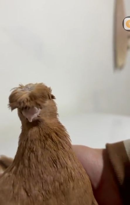 Продам голубей...