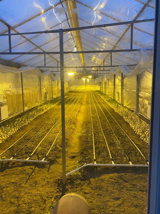 Сдается в аренду теплица, общей площадью 1000 кВ.м.