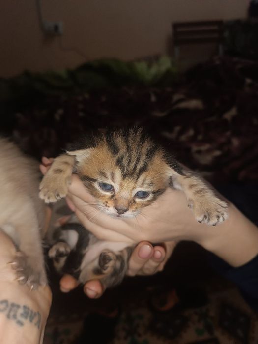 Продам вислоухих котят 20 дней