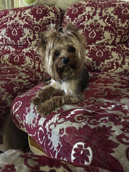 Йоркширский терьер ищет подругу