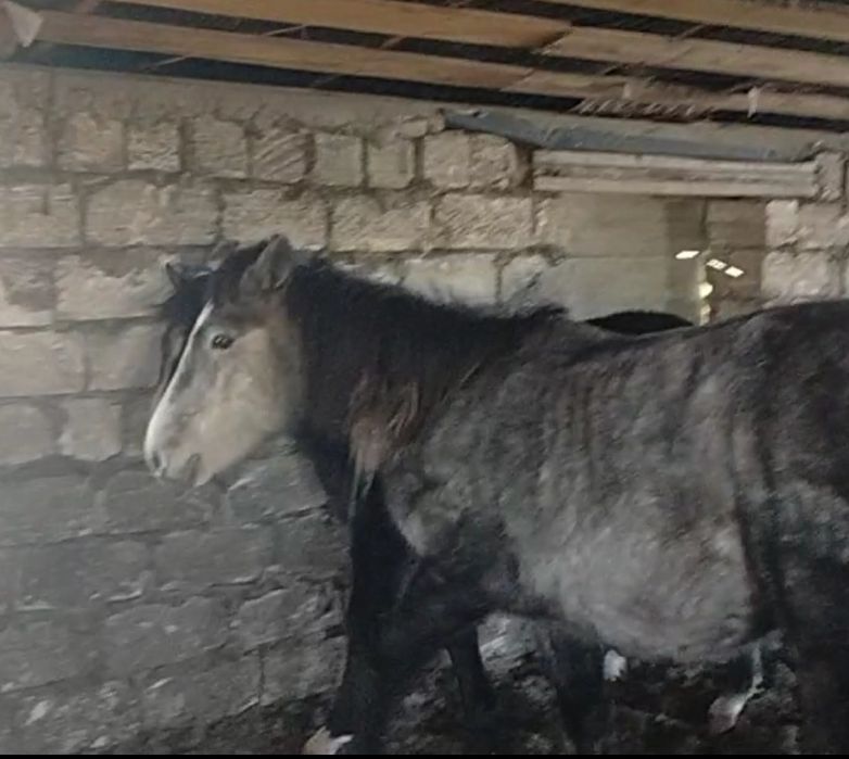 Ту бие 5 жасар 4961