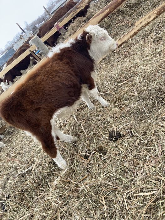 Подсос бычек телка теленок