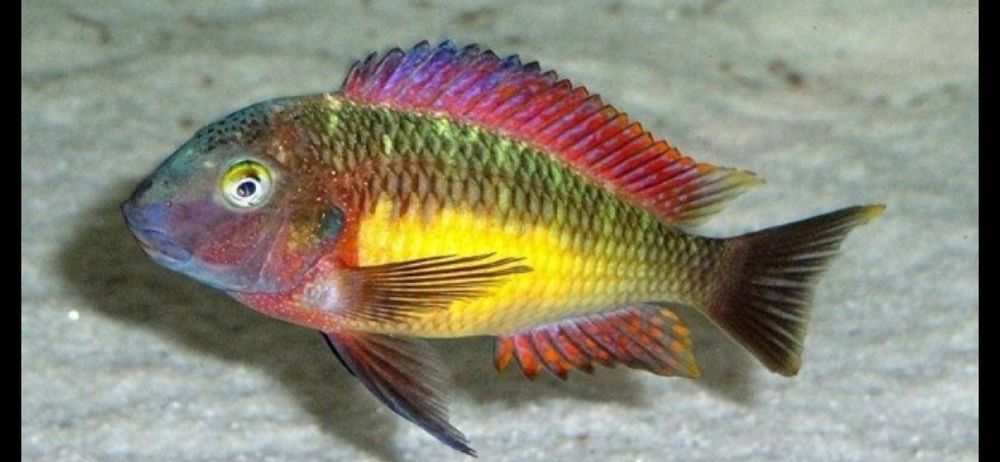 Африкански Цихлиди Танганика