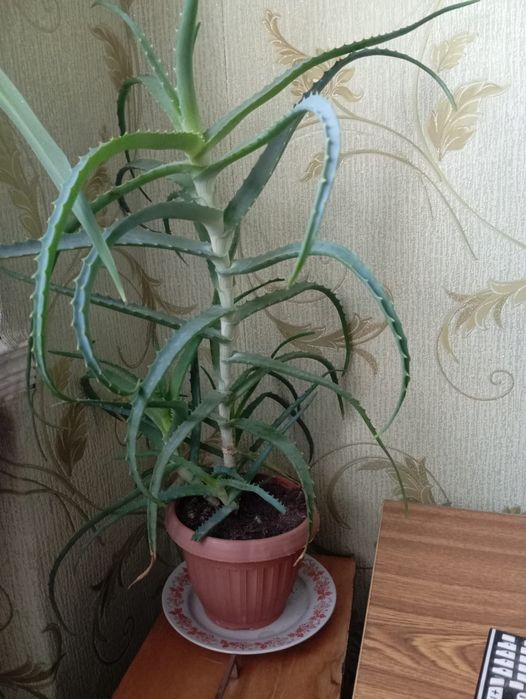 Алоэ 5 лет . На лекарства. 5000 тг