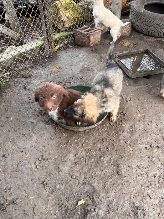 Подарявам кученца