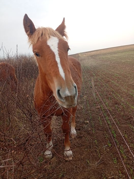 Iapă de vânzare și o mânză de 9 lunii noiembrie