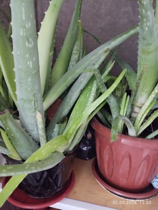 Продается замечательный алоэ