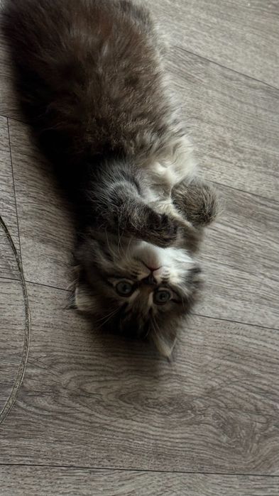 Котята бесплатно