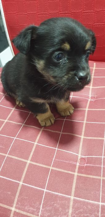 Donez caine Metis,6Donez caine Metis (săptămâni)talie mica.)