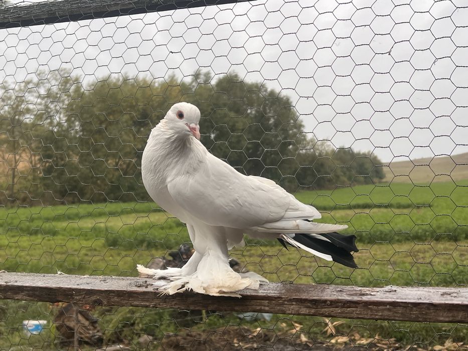 Vand porumbei incaltati tapalagosi