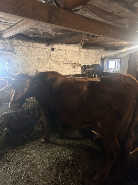 Продам коров доильных