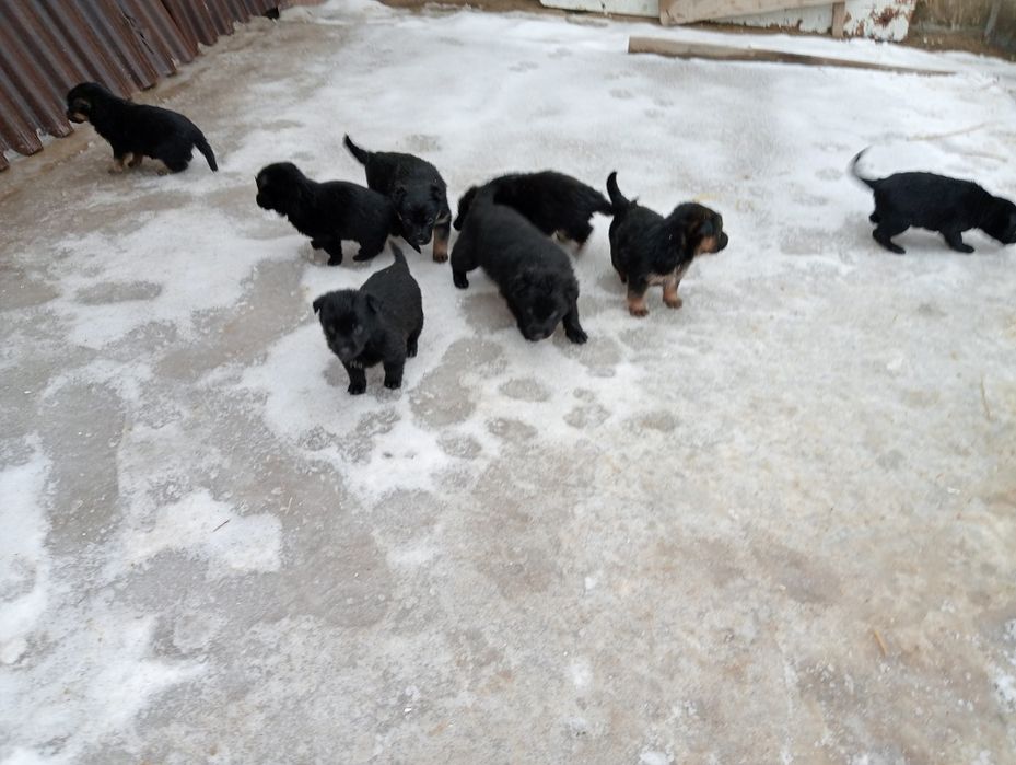 Щенки в добрые руки