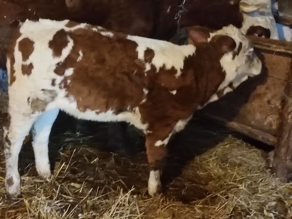 Viței de vânzare mascul și femelw