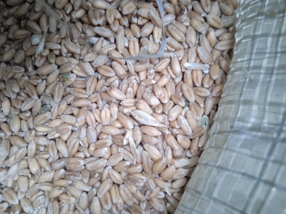 Продам ячмень в мешках 90 тенге за килограмм.