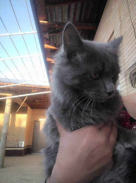 Продам кота в хорошие руки