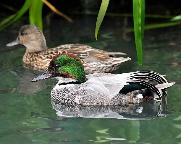 Vând Rațe exotice, de ornament, lebede, gâște