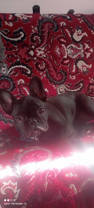 Продам французского бульдога