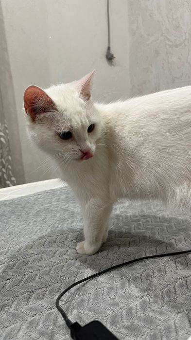 Срочно!! Отдам в добрые руки двух кошек