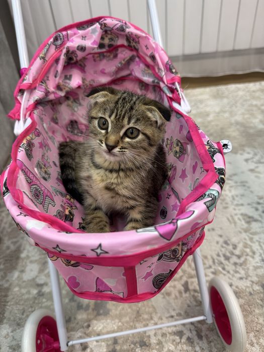 Отдам котенка девочку