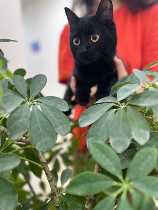 Отдам котика в добрые руки