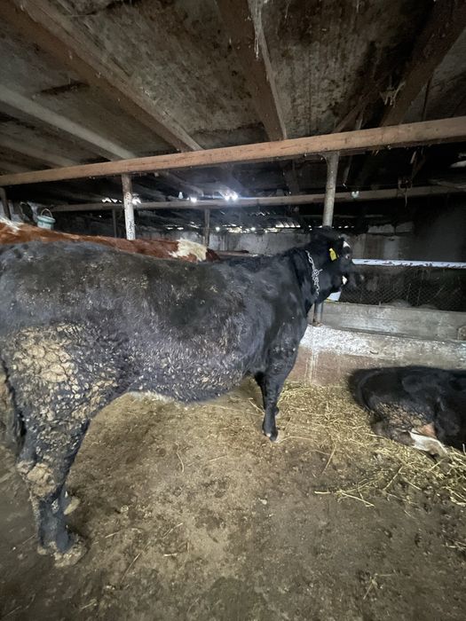 De vanzare junica angus