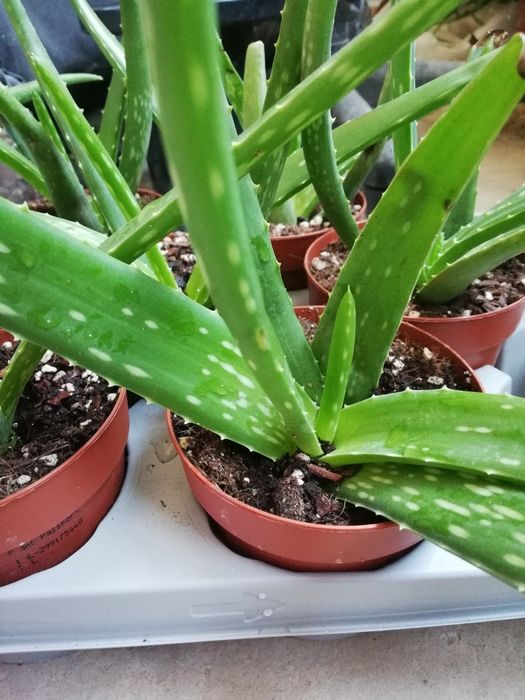 Алое Вера лечебно