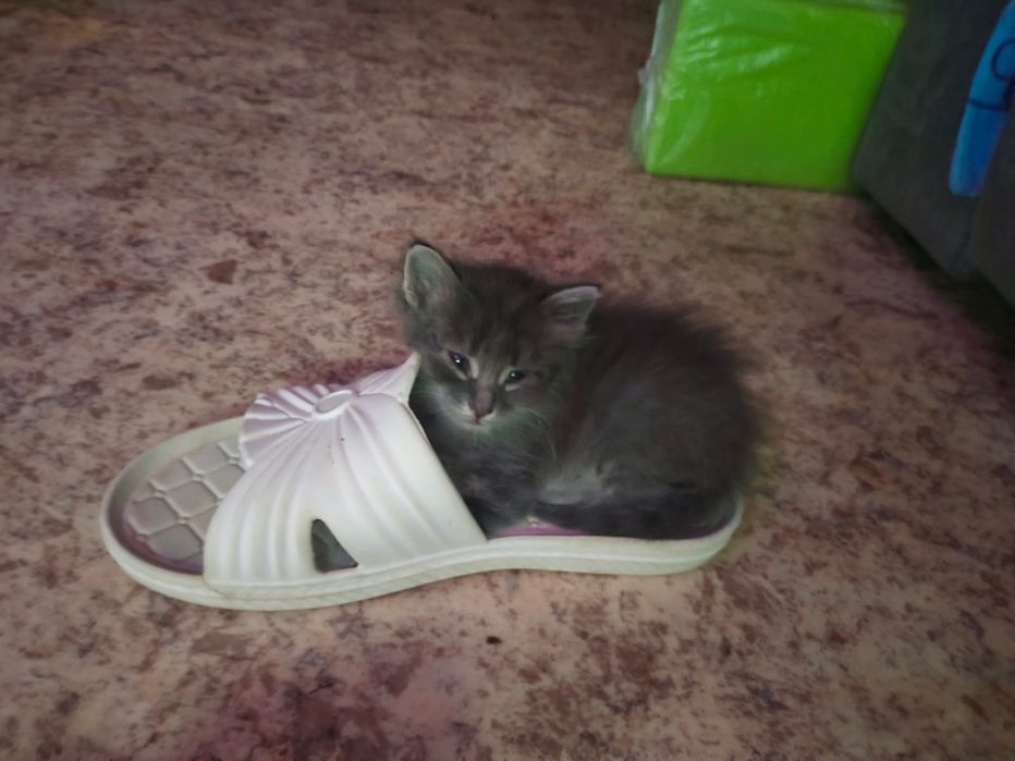 Отдам котят в добрые руки