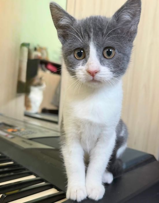 Две мъркащи котета ТЪРСЯТ дом