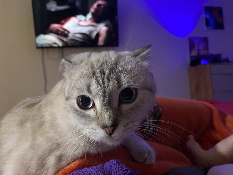 Отдам кошку взрослую