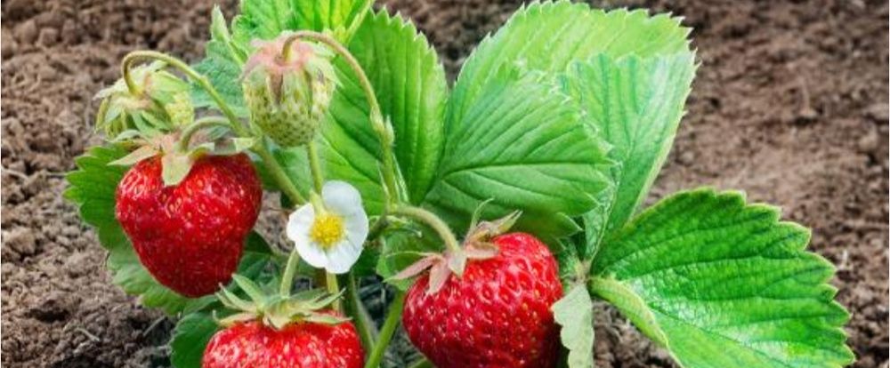 Саженцы клубники