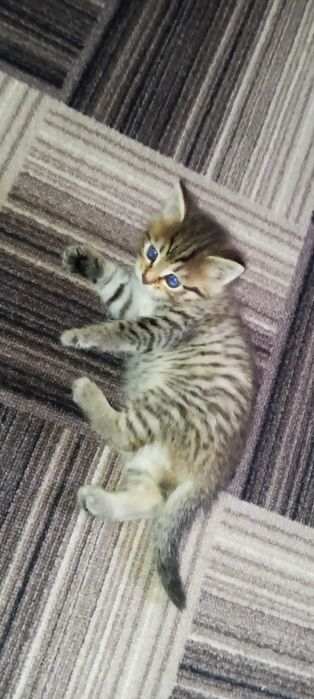 Отдам котенка в добрые руки