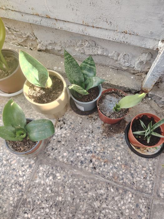 Продавам алое вера и сансеверии