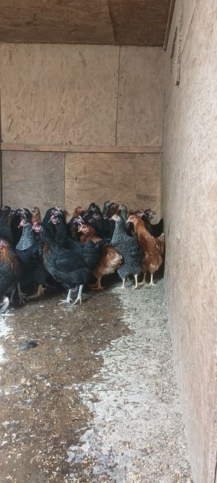 Puicute ouătoare de vânzare.
