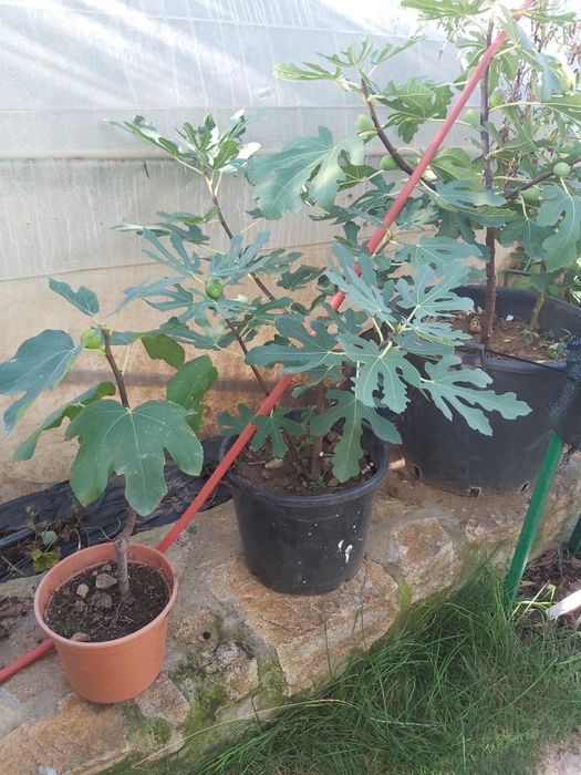 Puiet de Smochin, soiuri diferite