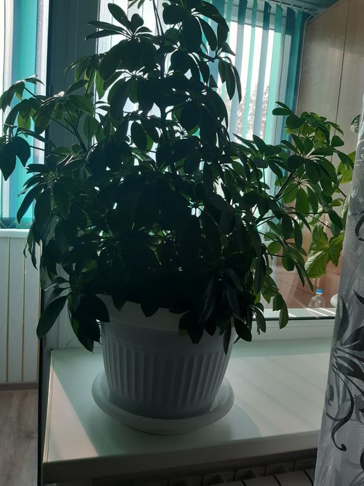 Продам цветок Шефлера