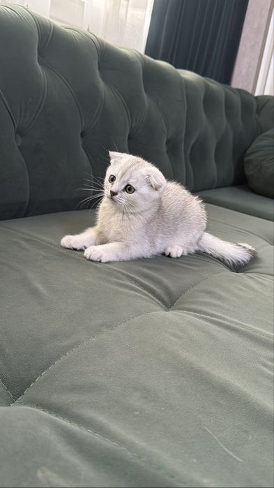 Котята шиншиллы вислоухие по акции