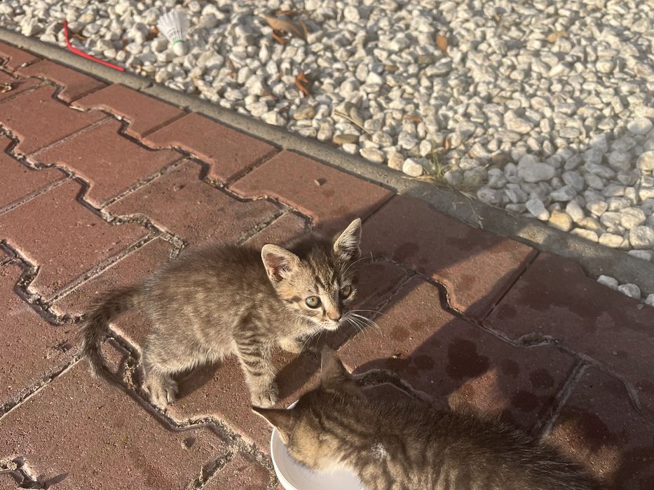 Dau spre adoptie pisici jucause 2 luni