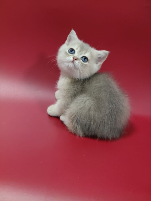 Котята Шиншиллы Бикалоры