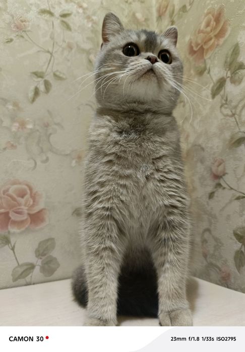 Britanskiy shinshilla sotiladi