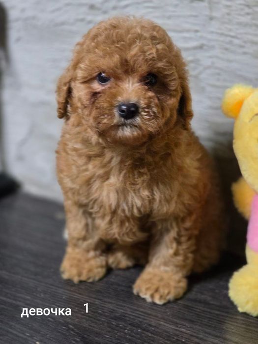 Щеночки Пуделя..