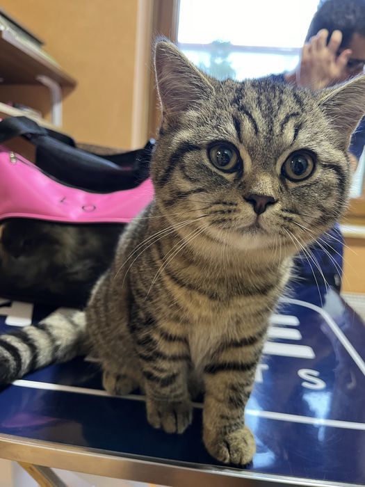 Pui british shorthair tabby