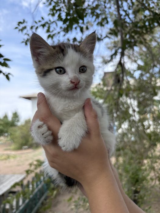 Отдам котят в добрые руки мальчики