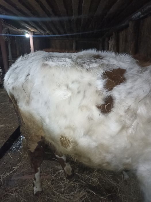 Продам быка с откорма